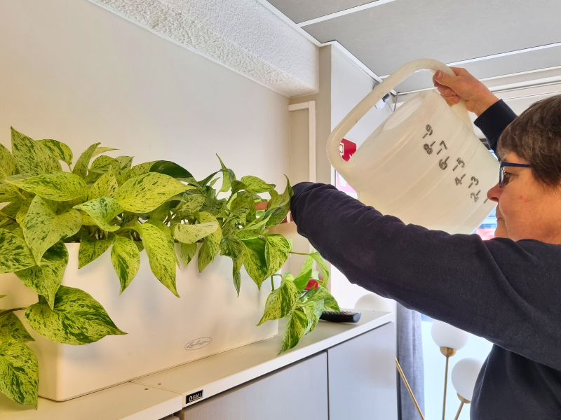 viherkasvihuoltaja kastelee kultaköynnöstä tason päällä