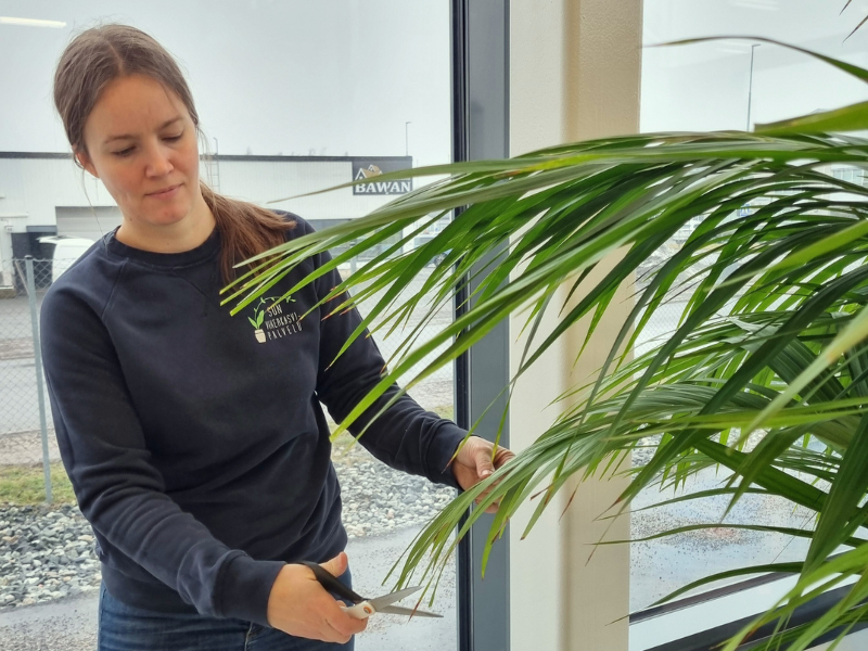 viherkasvihuoltaja leikkaa kentiapalmun lehdenkärkiä