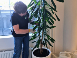 viherkasvihuoltaja puhdistaa kasvia