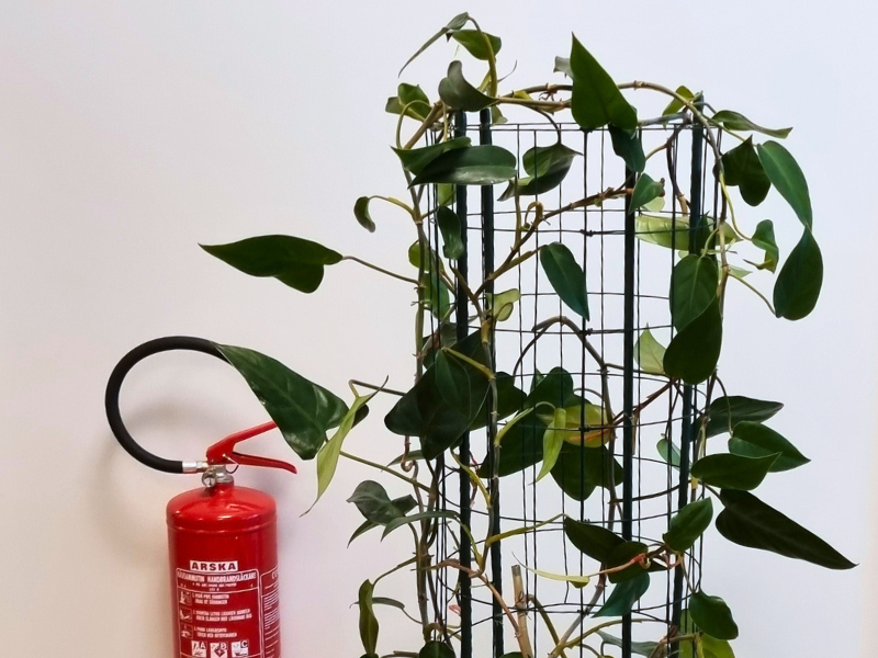 köynnösvehka tuettuna kasvamaan kasviritilään
