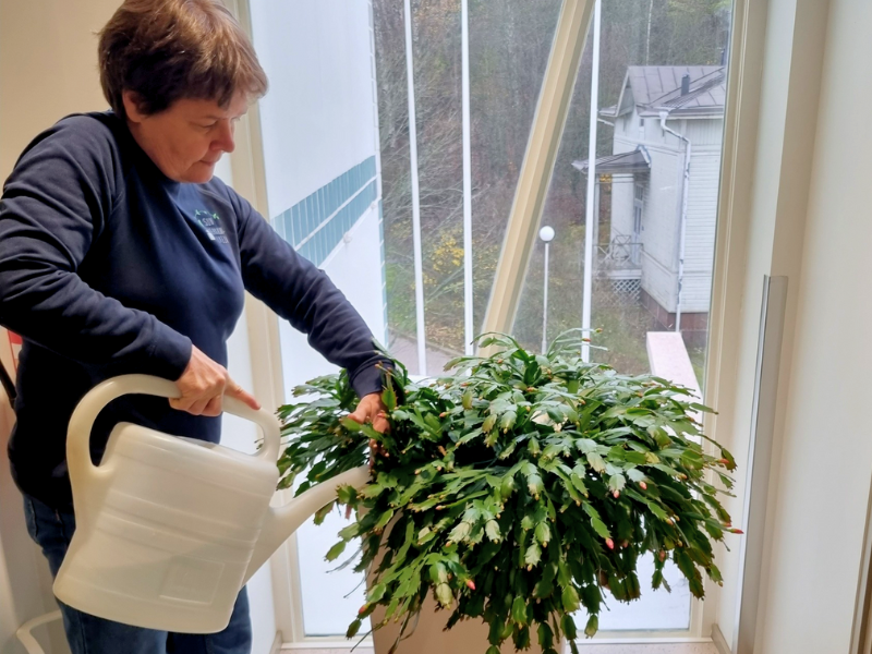 viherkasvihuoltaja kastelee lehtikaktusta