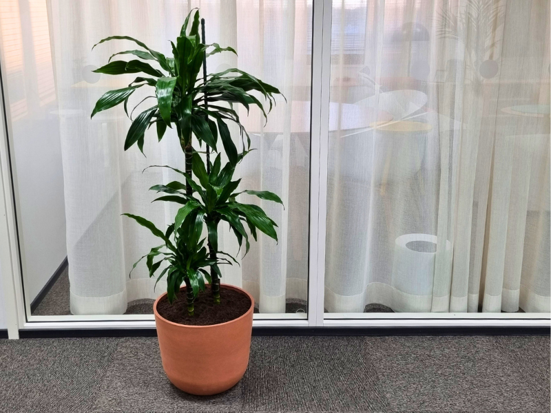 traakkipuu terracotan värisessä ruukussa verhon edessä