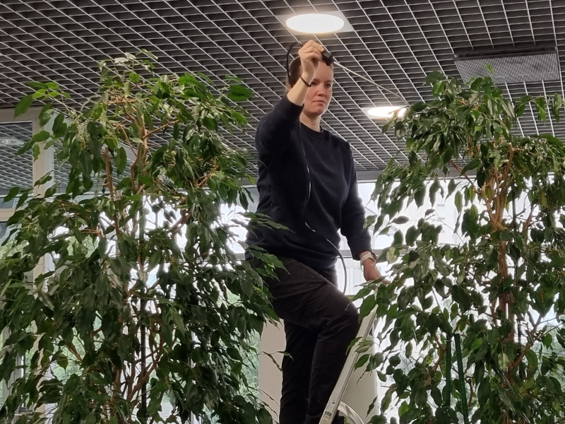 viherkasvihuoltaja ruiskuttaa korkeaa kasvia tikkailta